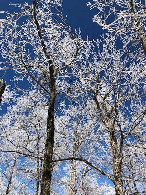 Winter frost covered trees blue sky