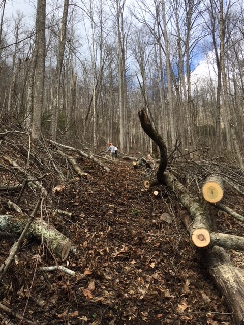 Trail crew clearing fallen trees and debris from a hillside trail
